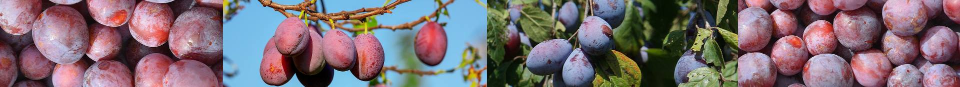 Plums, Gages & Damsons