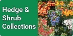 Hedging and Shrub Collections/Mixes