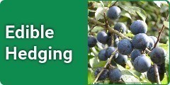 Edible Hedging