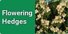 Flowering Hedges