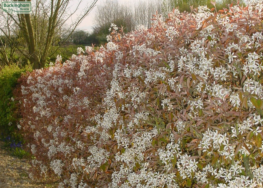 Amelanchier Lamarckii in flower. Display hedge at the Garden Centre.
