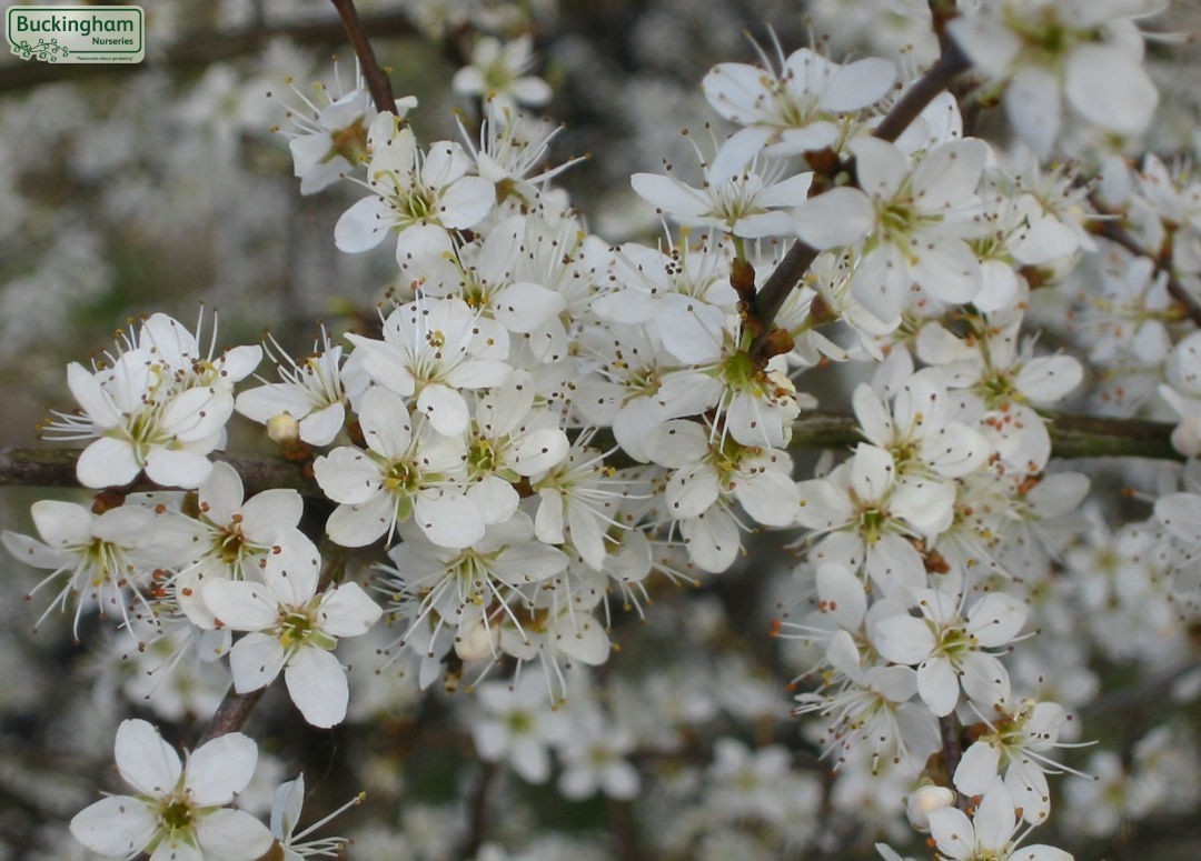 Masses of white flowers on black stems in March.