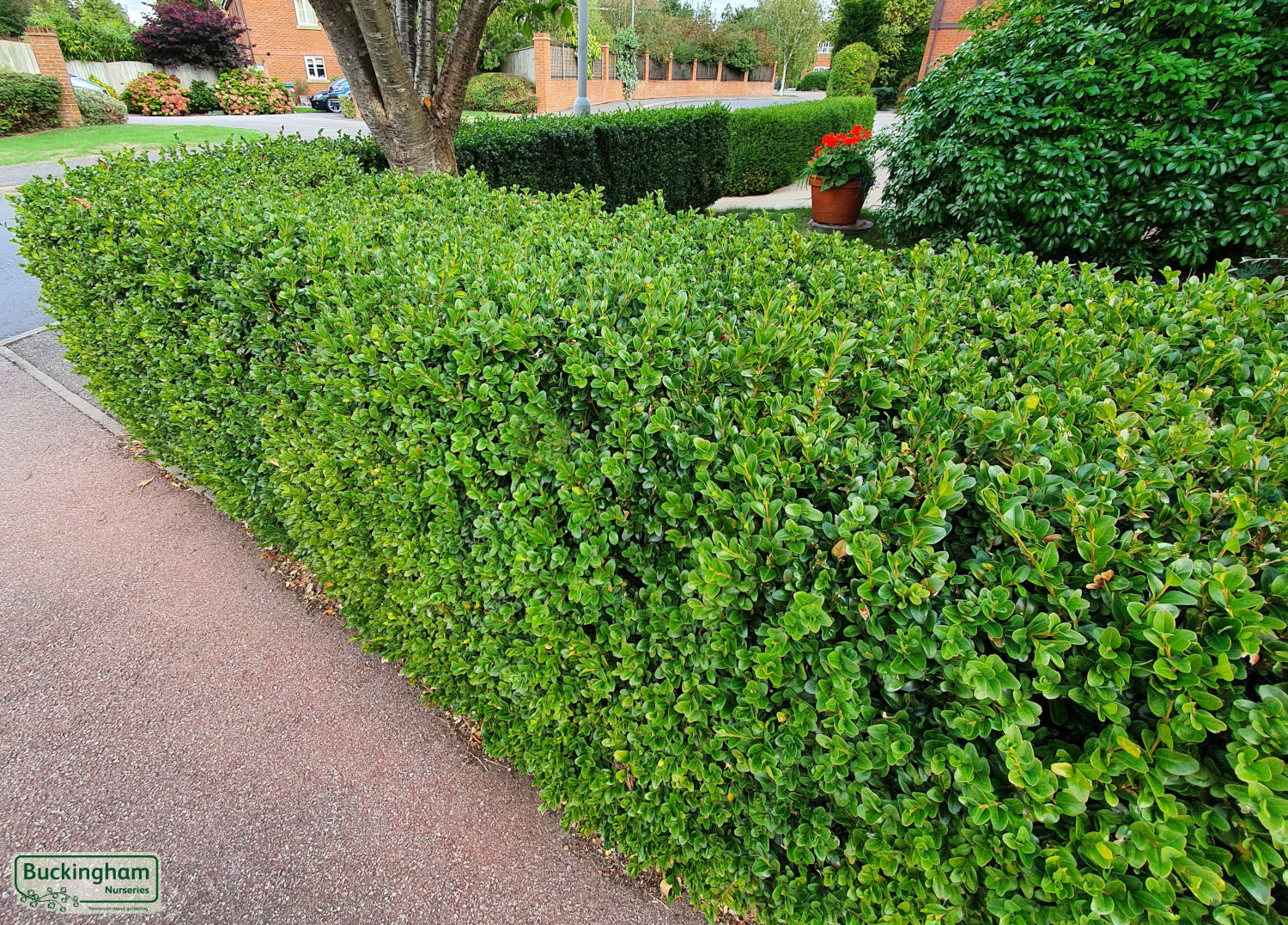 Mature Common Box hedge which has been allowed to grow to over 2m/7ft.