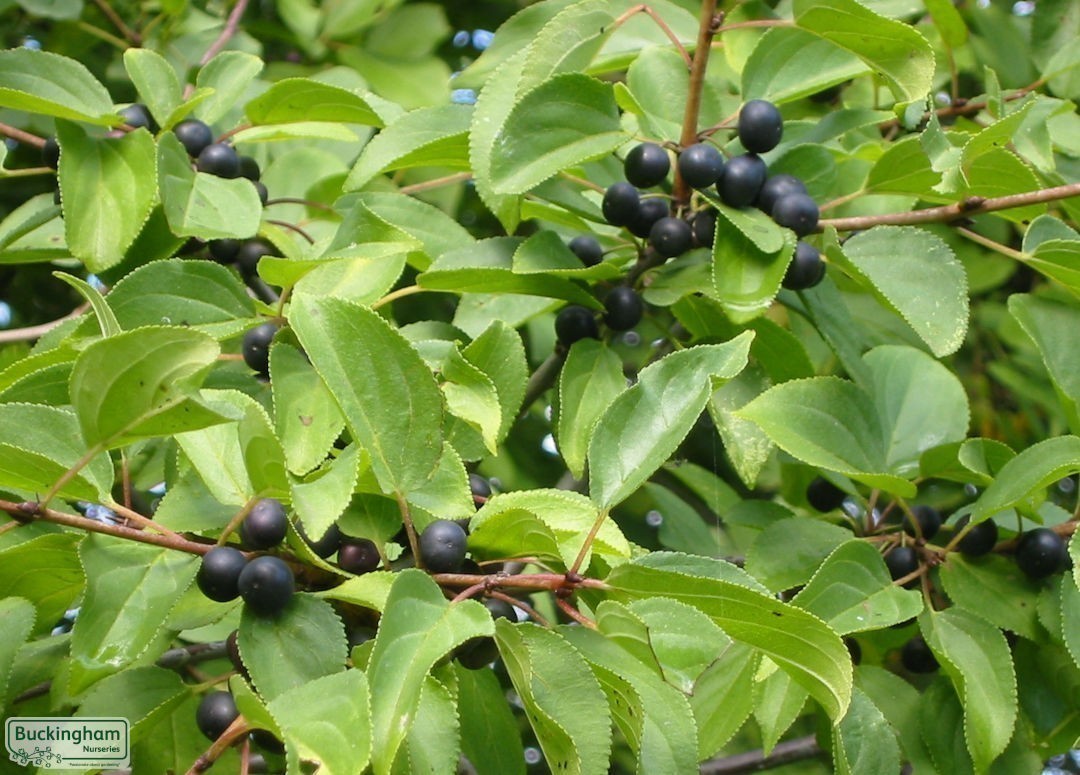 Mature fruits in a native hedgerow
