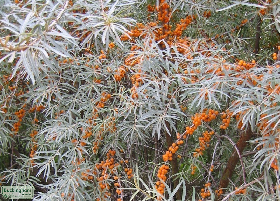 Slender silvery leaves and orange-yellow berries. Grown as a shrub.