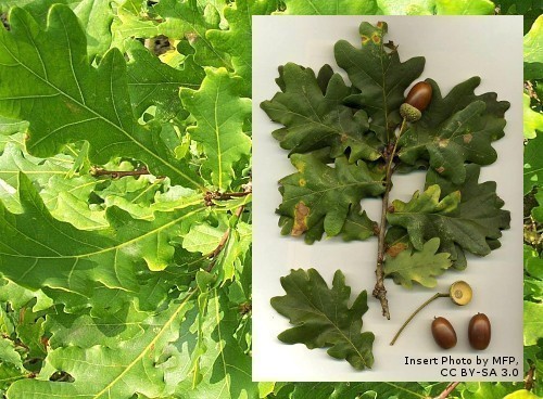 Oak, English or Common, Quercus robur, Pedunculate Oak (Trees) > Trees ...
