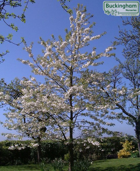 Double White Cherry in flower.