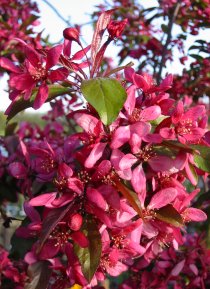 Young foliage and deep pink flowers in spring