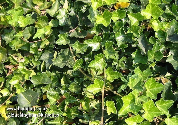 Excellent as a self-clinging wall cover or as a a ground cover plant.