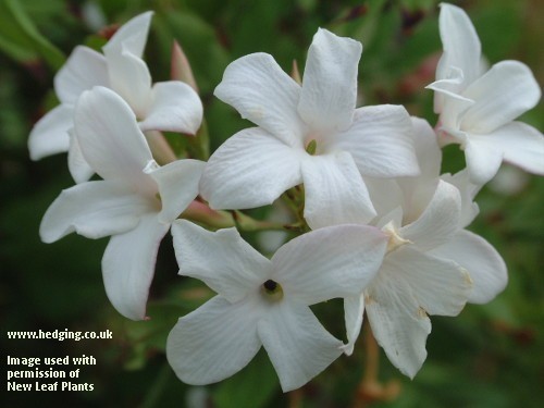 Jasmine, Summer-flowering