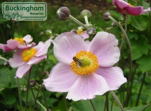 Japanese Anemone, Queen Charlotte