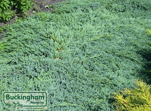 Evergreen carpeting conifer with eye-catching silver-blue foliage.