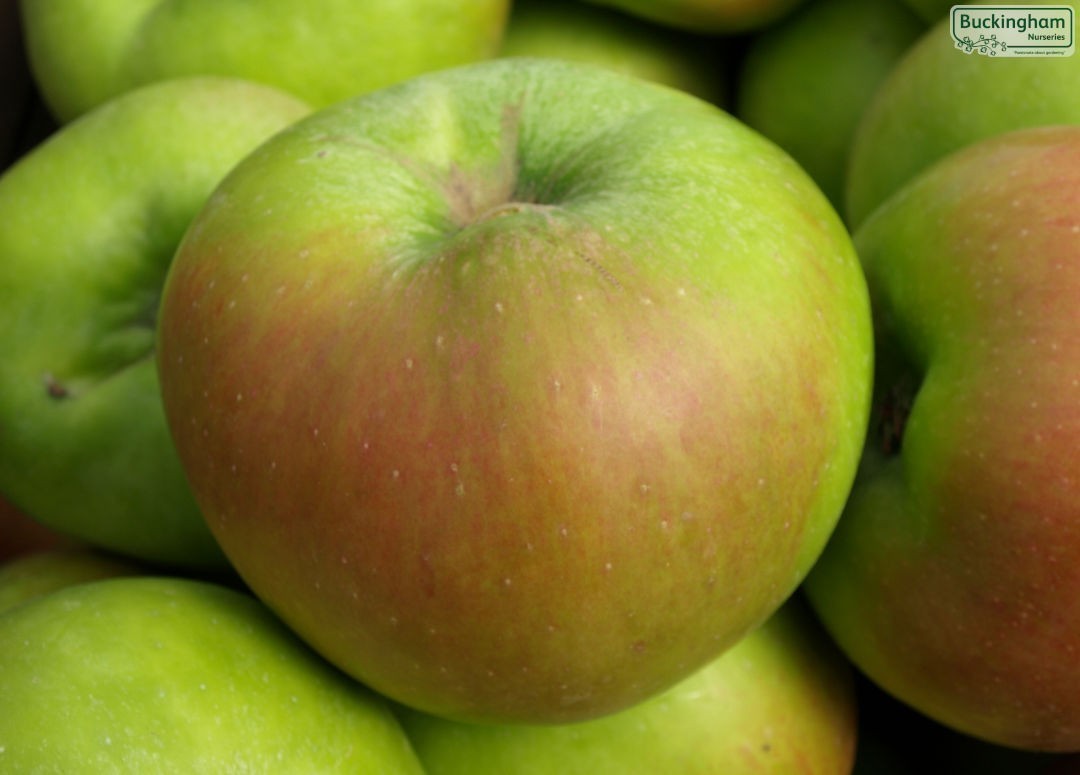 Apple, Bramley's Seedling