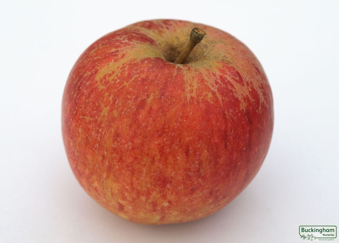 Apple, Cox's Self-fertile