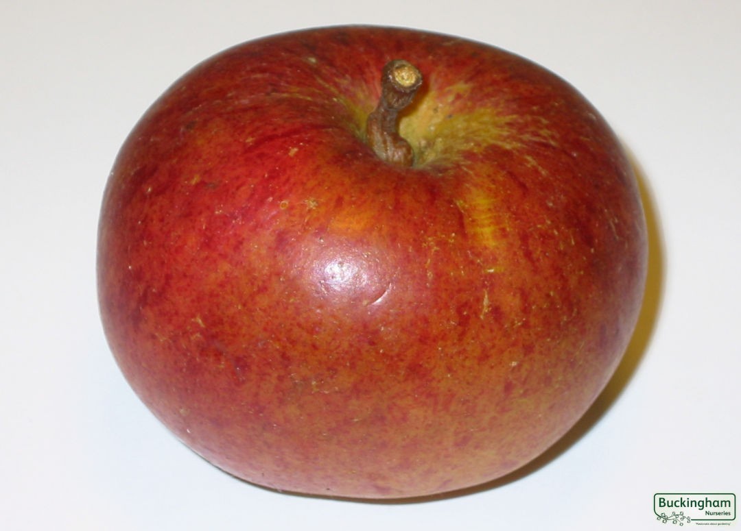 Apple, Fiesta (red Pippin)