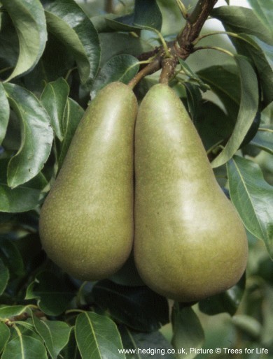 Pear, Conference