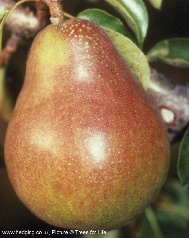 Pear, Doyenne Du Comice