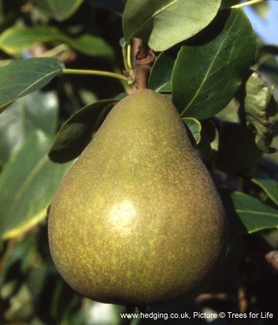 Pear, Williams' Bon Chretien