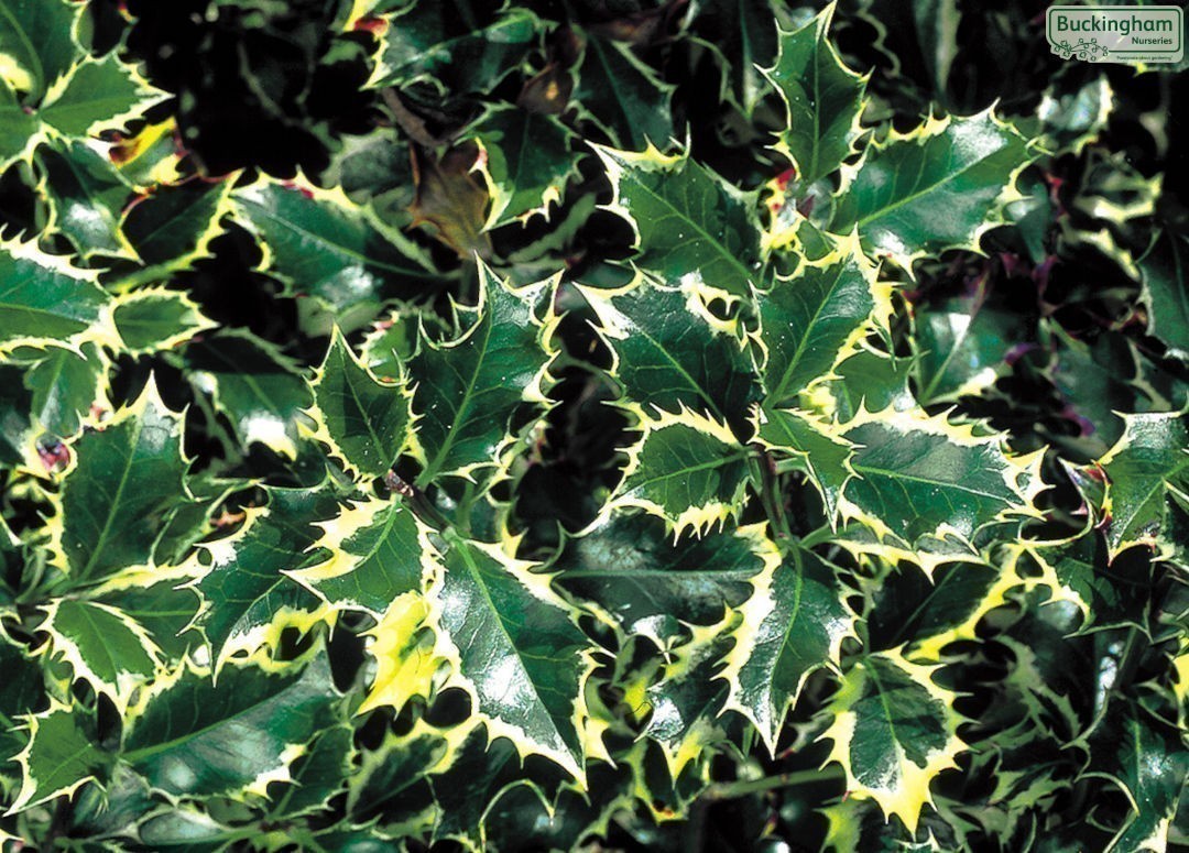 Bright glossy leaves, green variegated with white to cream.