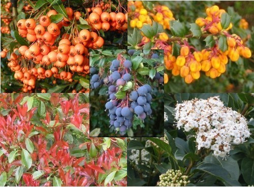 Top: Pyracantha, Berberis, Centre: Berberis barberries, Bottom: Photinia, Viburnum.