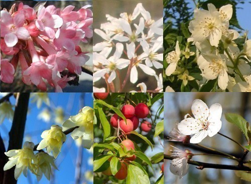 Top: Viburnum fragrans, Amelanchier, Mock Orange. Bottom: Winter Honeysuckle, Myrobalan Plum.