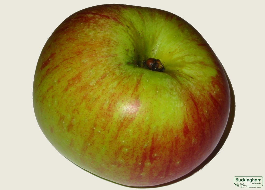 Apple, Bramley Clone 20
