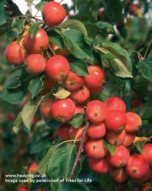 Crab Apple, Jelly King