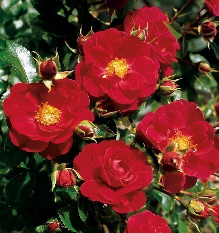 Rose, Flower Carpet Ruby