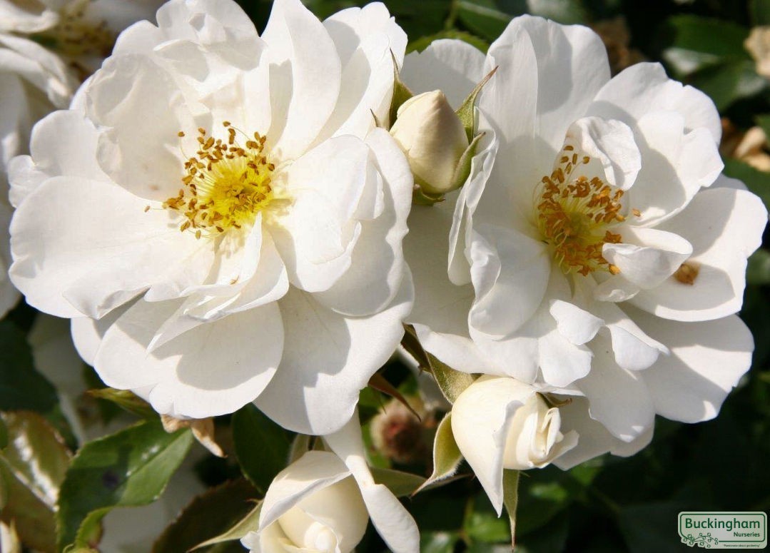 Rose, Flower Carpet White