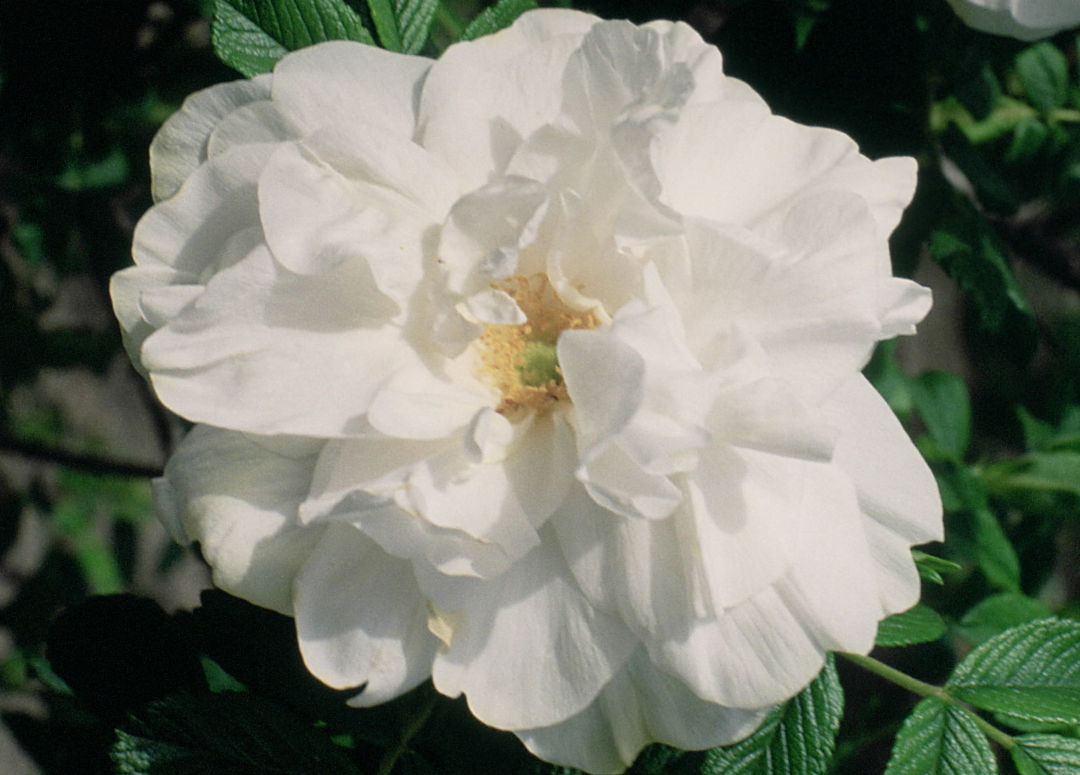 Rose, Blanc Double de Coubert