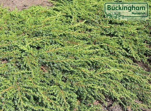 Evergreen carpeting conifer with eye-catching bright green foliage.
