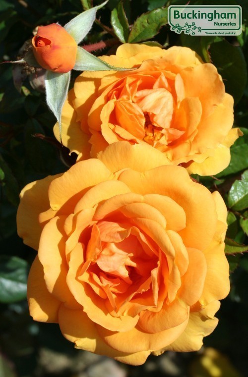 Rose, Golden Beauty