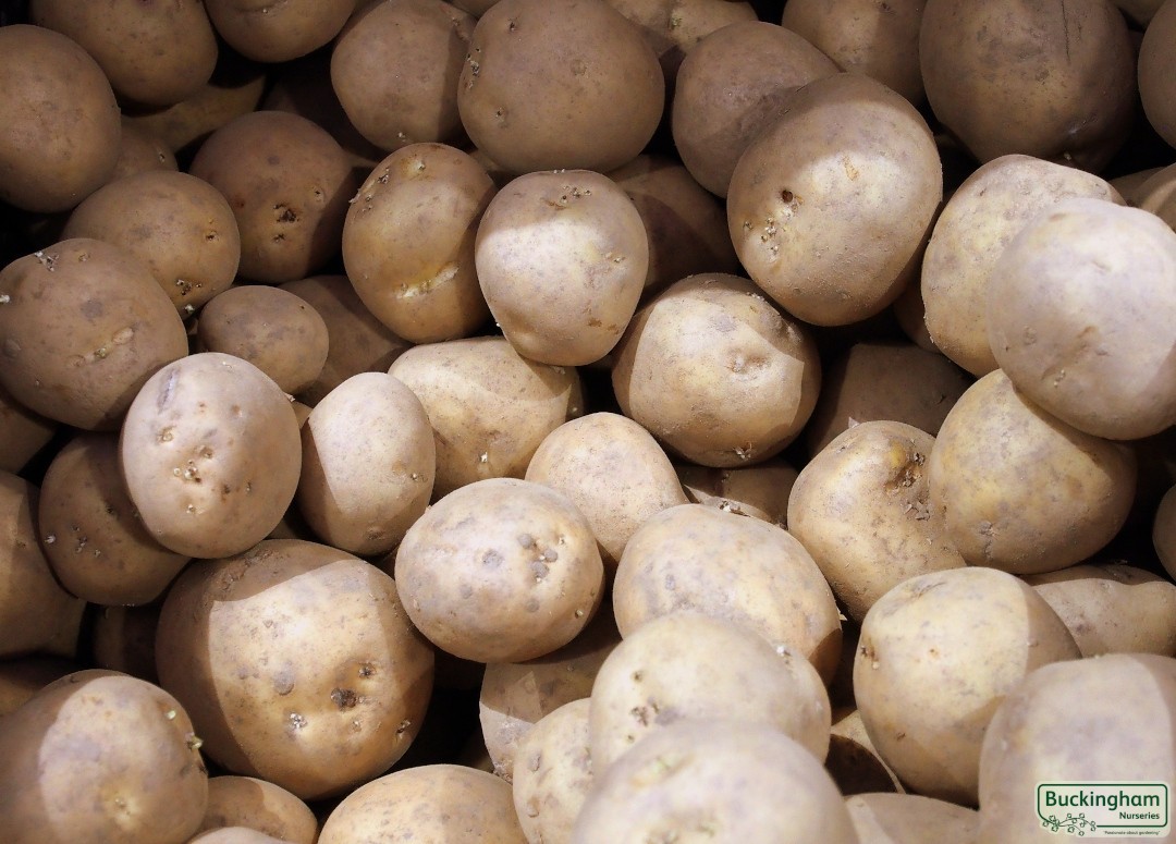 Seed Potato Premiere