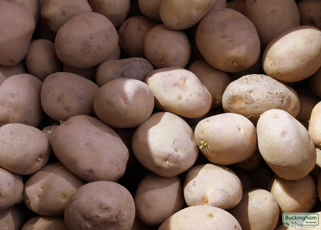 Seed Potato Accord