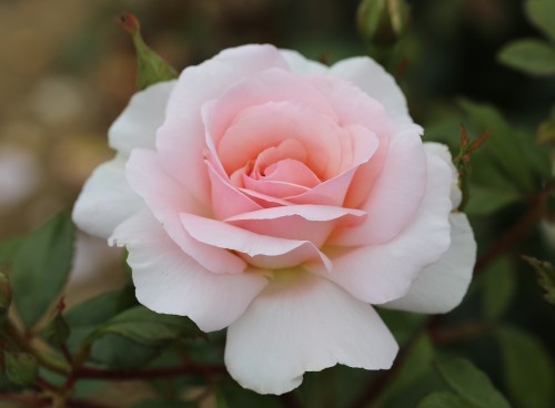 Rose, A Whiter Shade of Pale