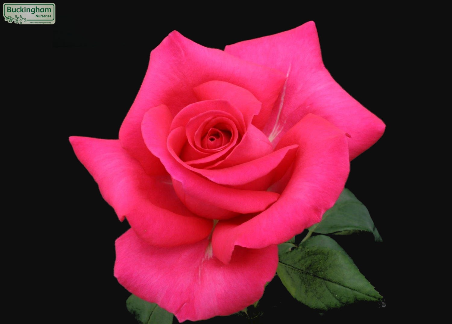 Rose, All My Loving