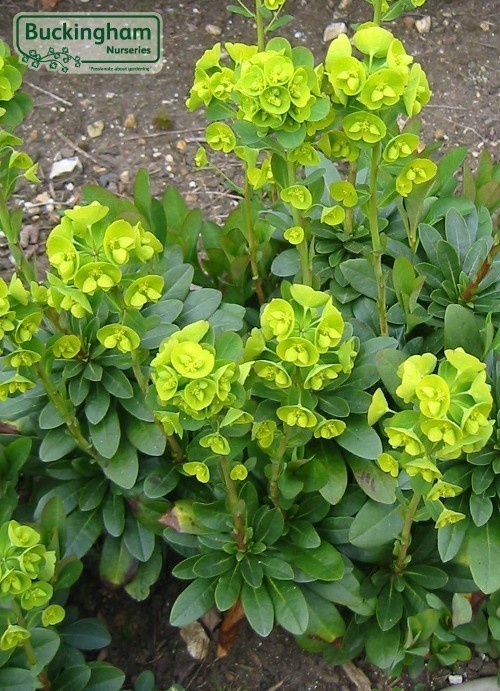 Euphorbia Robbiae