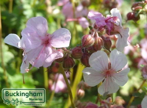 Geranium, Rose-white