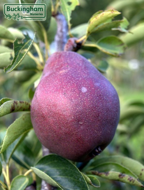 Pear, Sensation