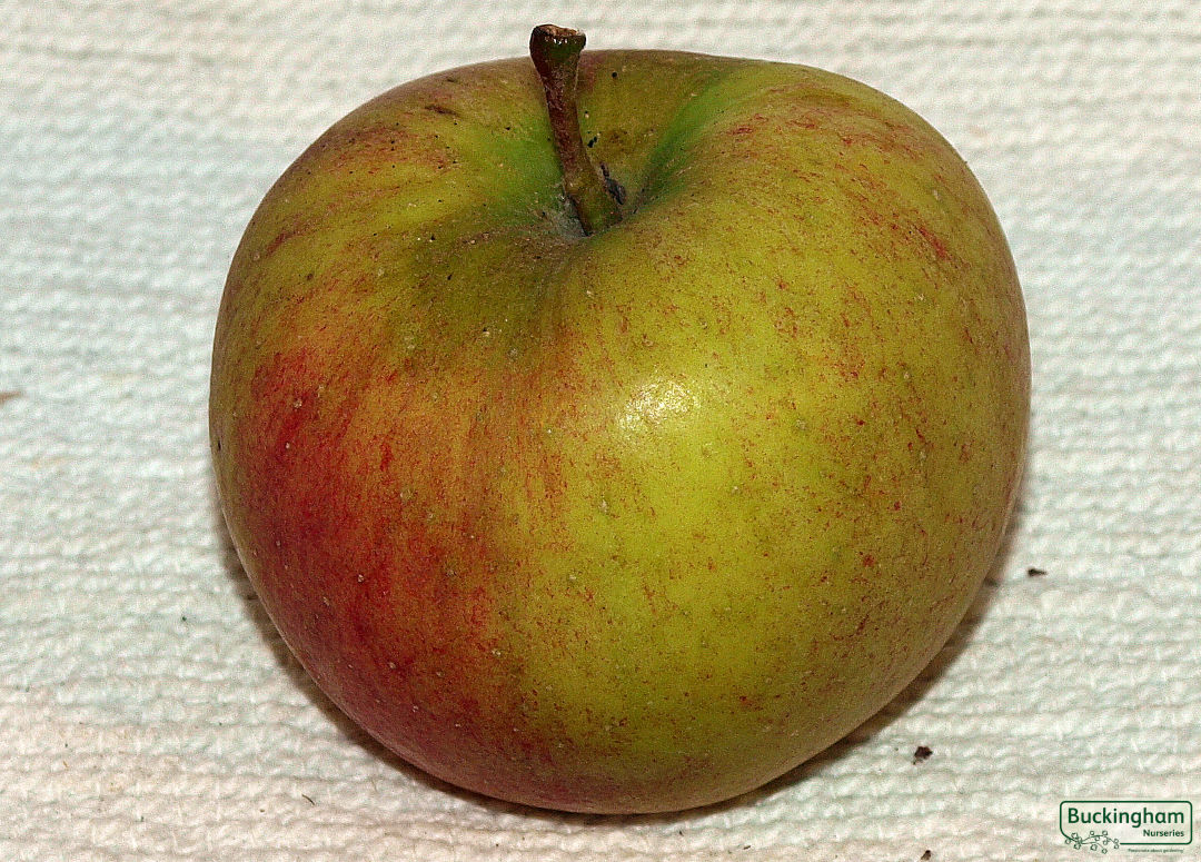Apple, Braeburn