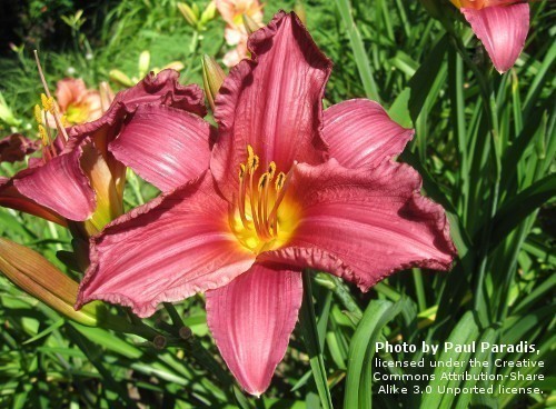 Day Lily, Summer Wine