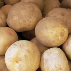 Seeds and Seed Potatoes