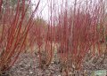 Brilliant red stems which make an outstanding display in the winter.