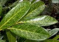 Large leathery leaves speckled with yellow on young plants.