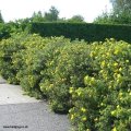 Informal hedge covered with bright yellow flowers.
