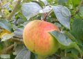 Apple, Blenheim Orange