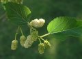 Mulberry, White