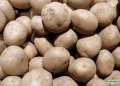 Seed Potato Saxon