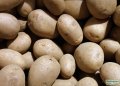 Seed Potato Valor