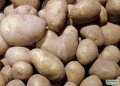 Seed Potato Wilja